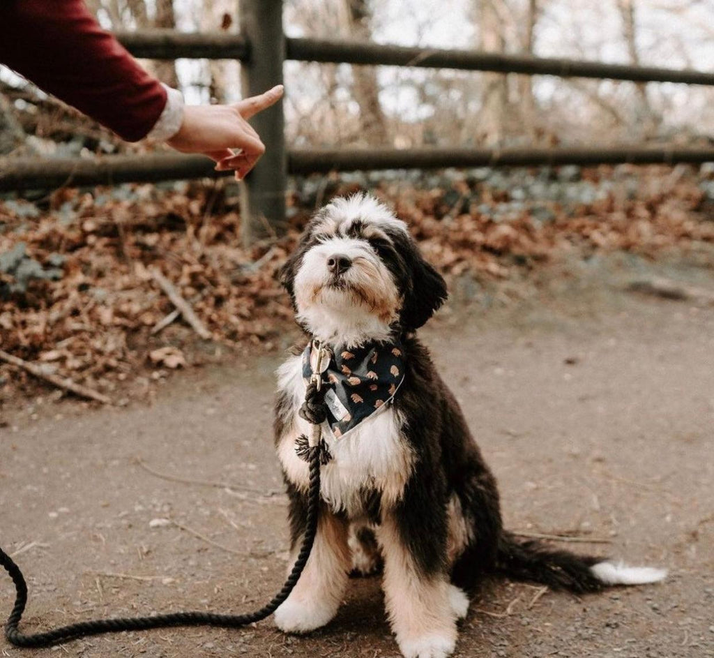Pawsome Póráz – Kézzel készített, 100% Pamut, Prémium Fémveretekkel