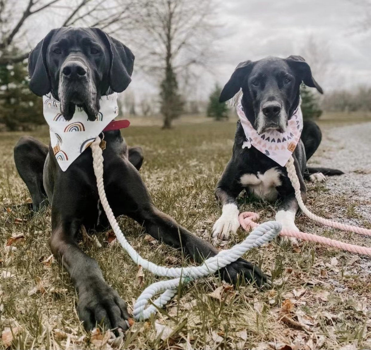 Kék pamut kötélpóráz és nyakörv szett kutyáknak – Blumond