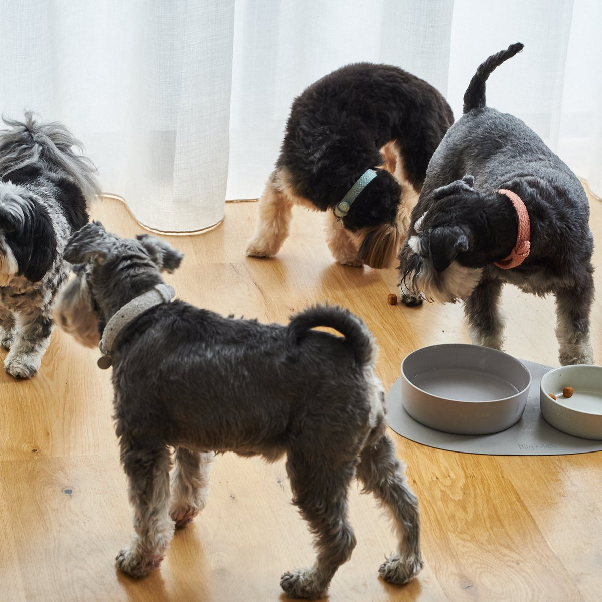 Lilly + Dash bouclé kutyanyakörv gravírozható bilétával – 3 méretben